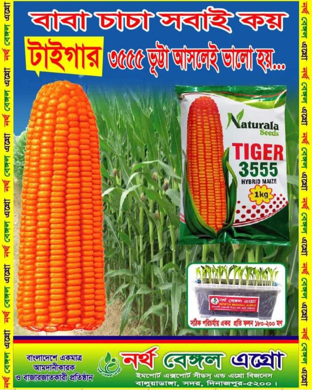 Tiger 3555 Maize Banner