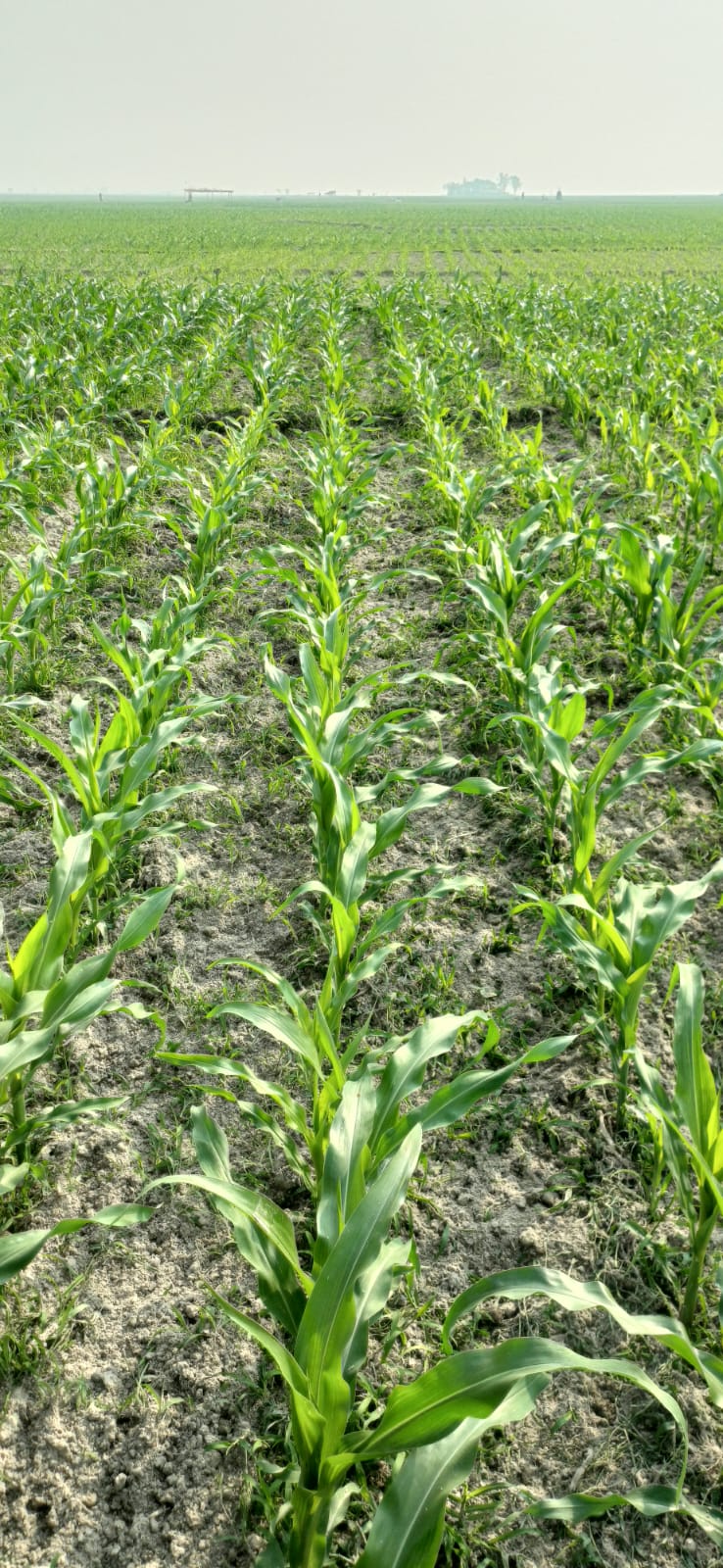 Lush Corn Field