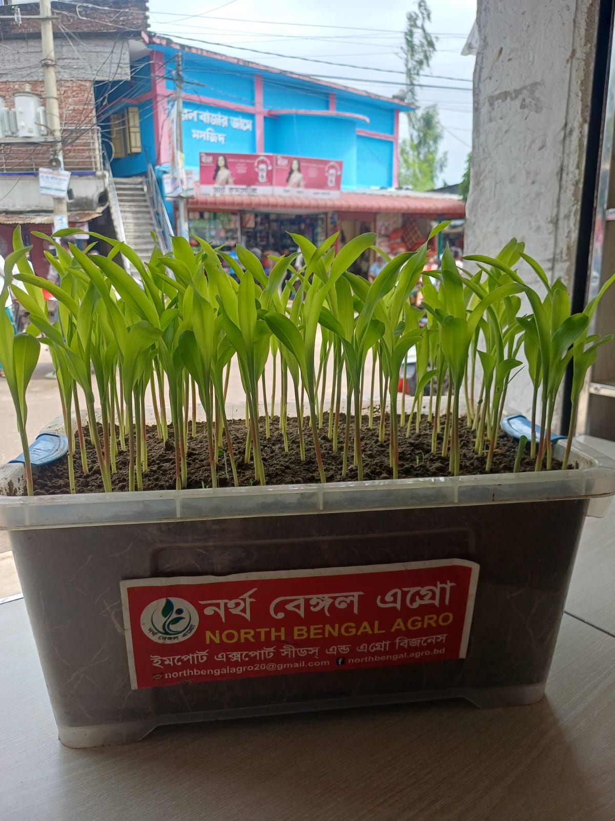 Germination Test Tray