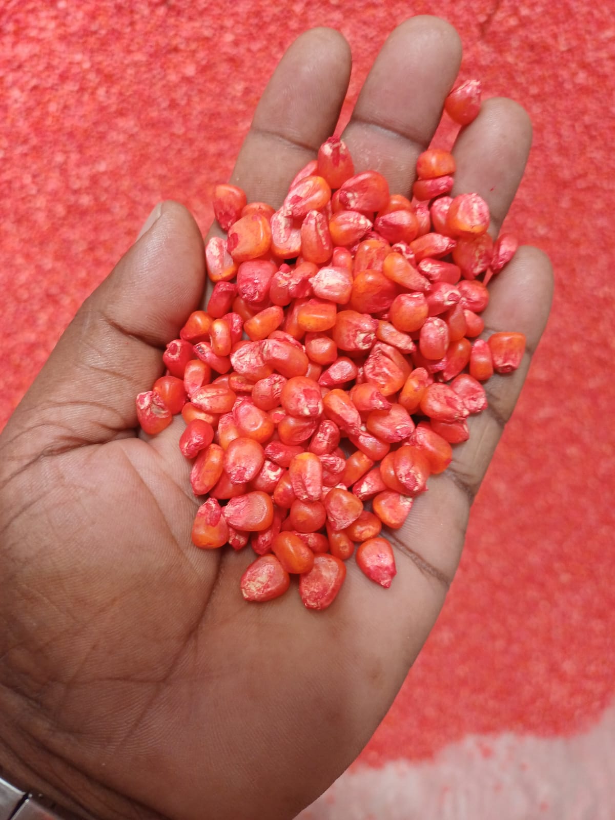 Treated Maize Seeds